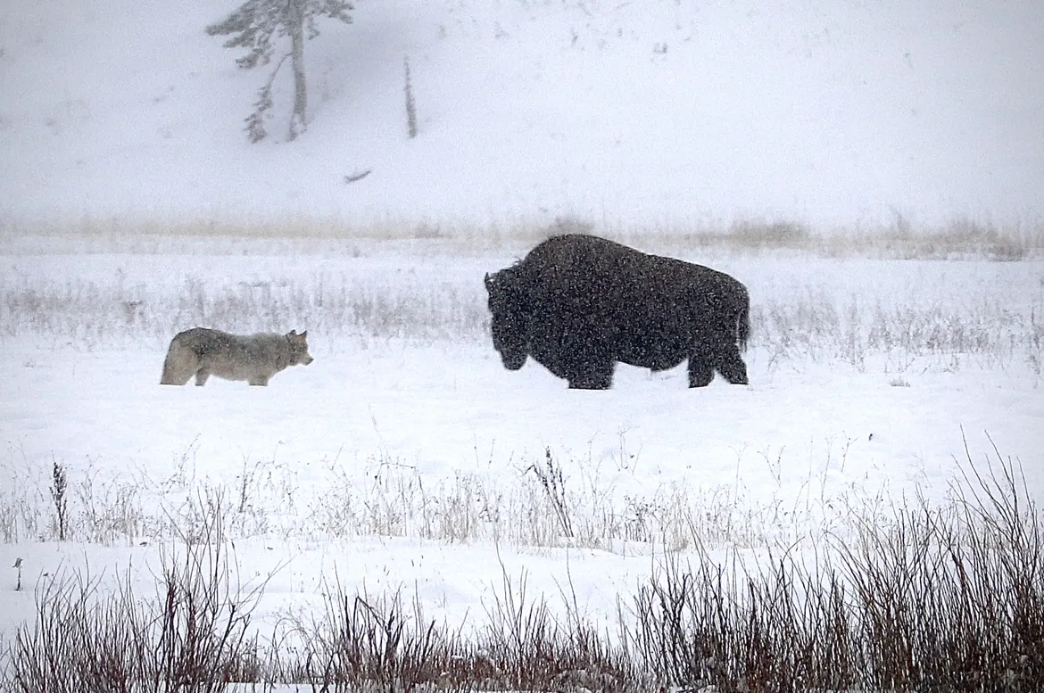 Wolf in Yellowstone 