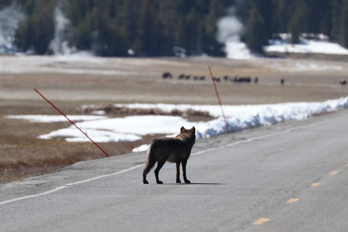 Black wolf in road 