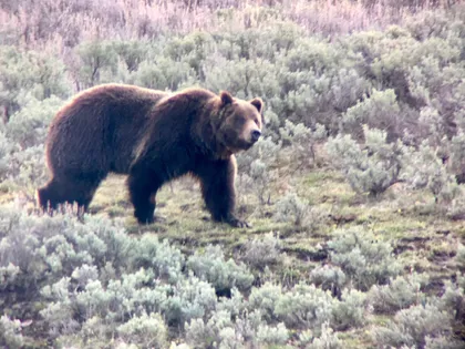 Grizzly Bear in Hayden Valley 
