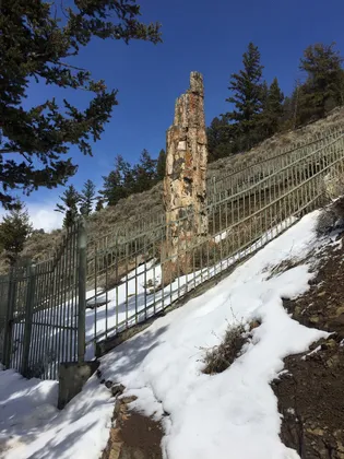 Petrified Tree in Yellowstone 