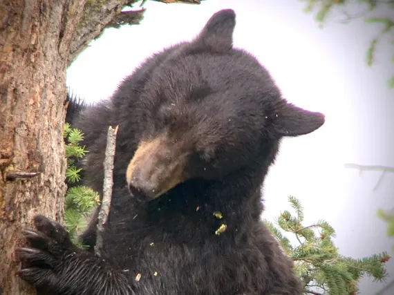 Black Bear in Yellowstone 