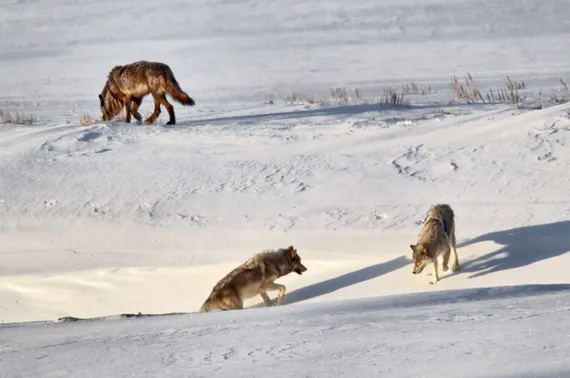 Lamar Valley Wolves