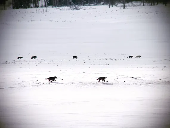 Wolves in Yellowstone 