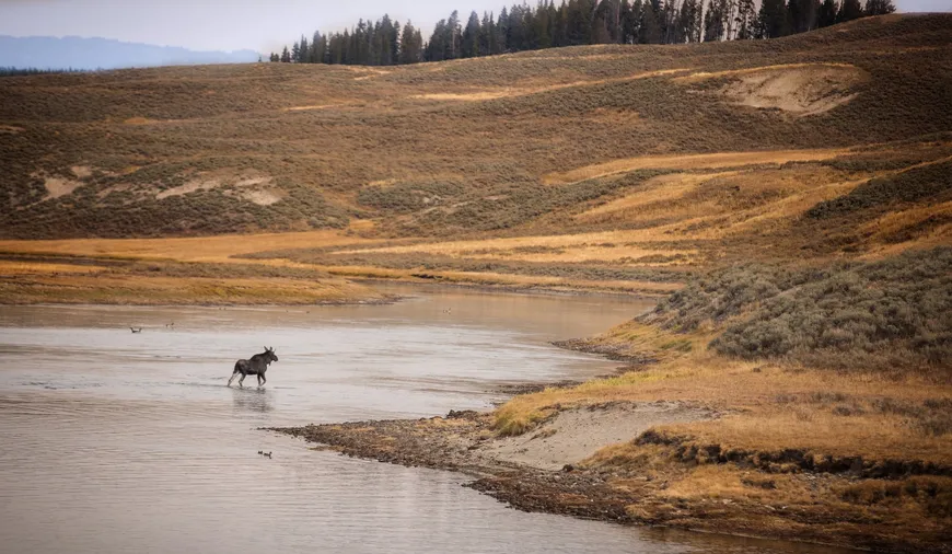 Moose in Hayden Valley - Yellowstone National Park  