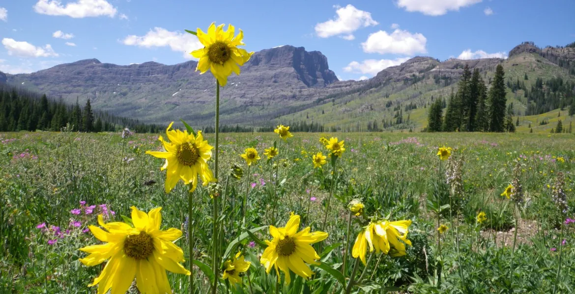 Yellowstone, Pebble Creek, Rocky Mountains