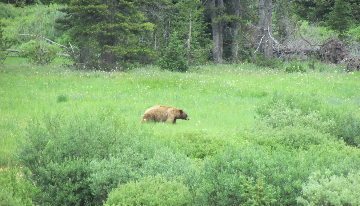 Black Bear along Pebble Creek - Yellowstone Guidelines 
