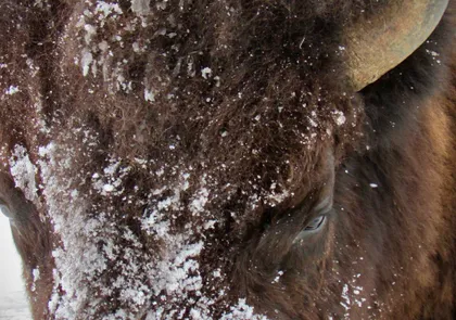 Yellowstone Bison in the winter