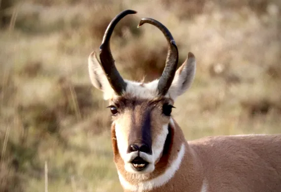 Pronghorn 