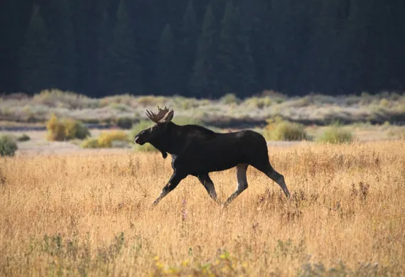 Moose in Pebble Creek area of Yellowstone 
