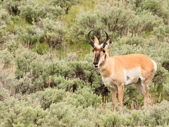 Pronghorn on the trail - Yellowstone Guidelines 